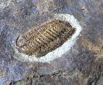Acastoides poschmanni BASSE & MLLER 2016 - Bild © FossNet FossilienStore
